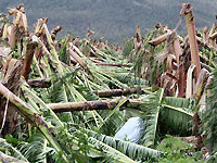 Destroyed crops